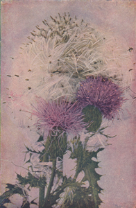 Pasture or Fragrant Thistle